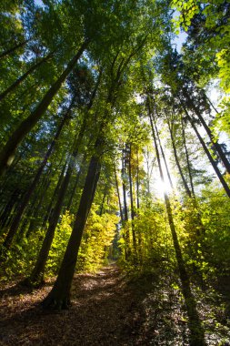 gün batımı sonbahar orman