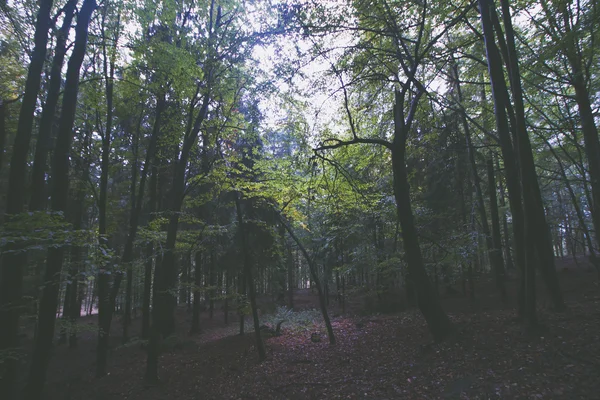 Herfst bos in regen — Stockfoto