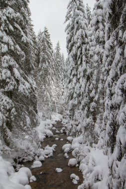 Kış dağ dere tarafından kar kaplı ormanda taşlarla.