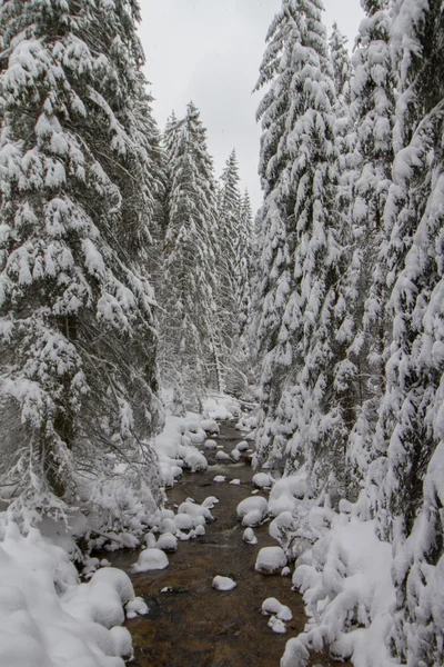 Зимний горный поток со скалами в лесу, покрытом снегом . — стоковое фото