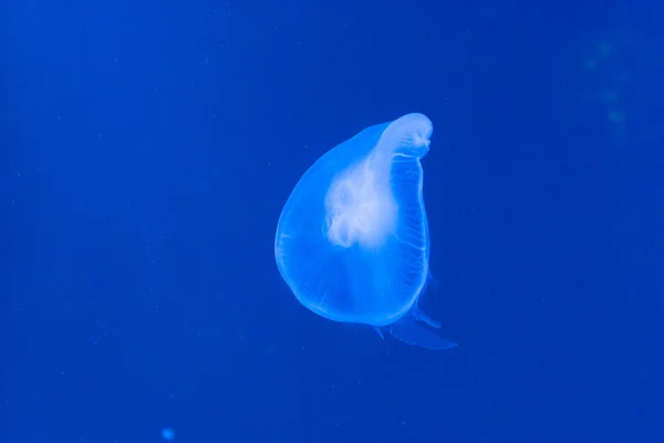 Blue jellyfish — Stock Photo, Image