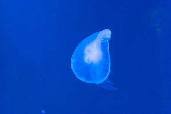 Blauwe kwallen — Stockfoto