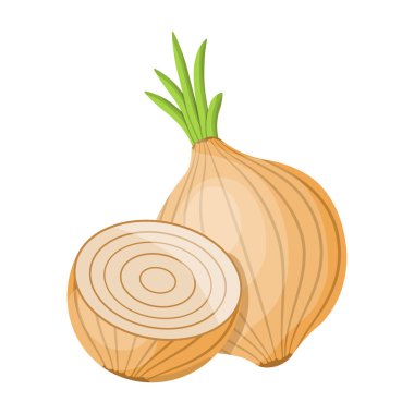 Soğanın vektör illüstrasyonu