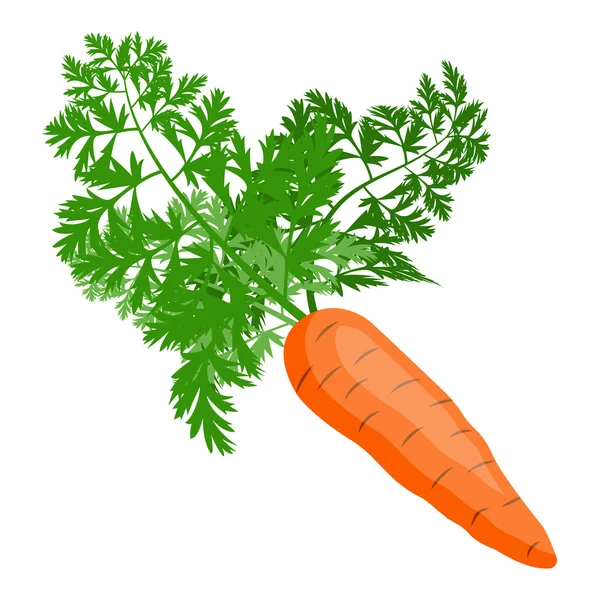 Vector illustration of carrot — Stock Vector