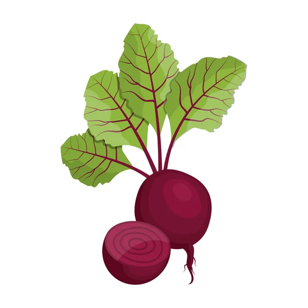 Vector illustration of beet — Stock Vector