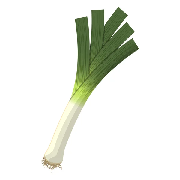 Vector illustration of  leek — Stock Vector