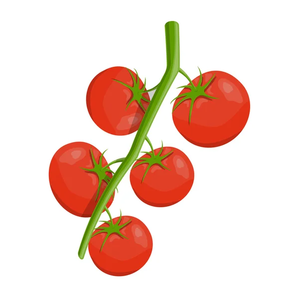 Vector illustration of tomatoes — Stock Vector