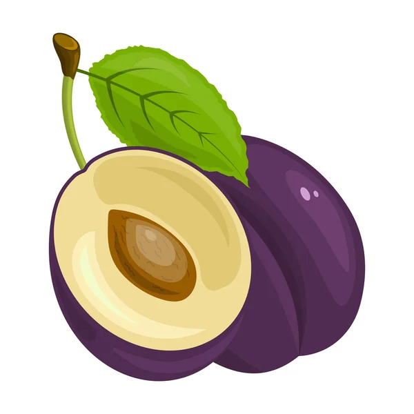 Vectorillustratie voor één plum — Stockvector