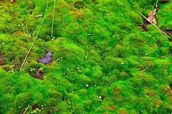 Verde-musgo — Fotografia de Stock