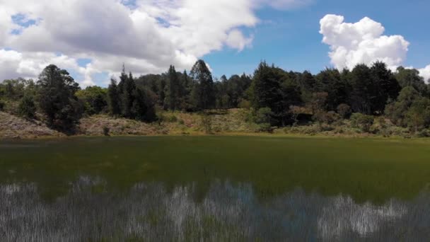Πράσινο Χορτάρι Μεγαλώνει Από Νερό Μια Λίμνη Στα Βουνά Κατά — Αρχείο Βίντεο