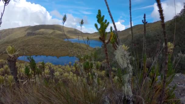 Lagos Topo Montanha Entre Frailejones Plantas Natureza Dia Frio Nublado — Vídeo de Stock