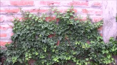 içinde sarmaşık kaplı tuğla duvar.