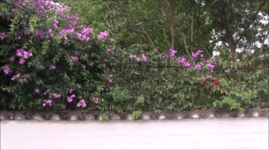 Begonvil çiçekleri bir duvar.