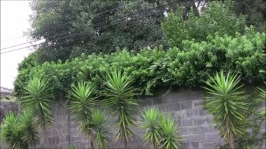 Üste kalacak avize ağacı bitkiler.