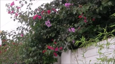 Begonvil çiçekleri bir duvar.