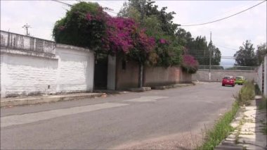 Begonvil çiçekleri bir duvar. Bir araba geçiyor.