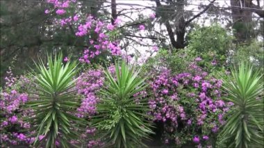 Yucca bitkiler üst üste kalacak. Ve Begonvil mor çiçekler.