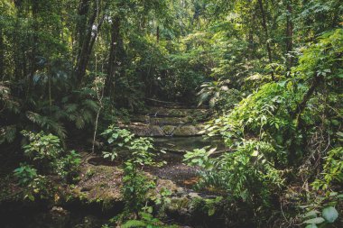Palenque, Chiapas, Meksika 'daki yemyeşil tropik ormanlarda küçük şelaleleri olan huzurlu bir nehir.