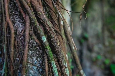 Sarmaşık kökleri, Palenque, Chiapas, Meksika 'daki tropikal ağaç gövdesine yakın.