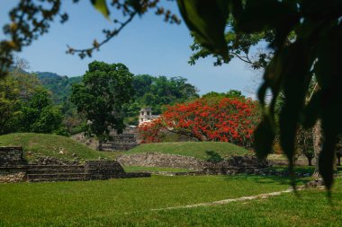 Maya tapınağı, saray ve gözlem kulesiyle parkı harap ediyor. Palanque, Chiapas, Meksika.