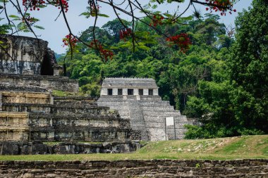 Arkeolojik Maya bölgesindeki yazıtların tapınağı Palenque, Chiapas, Meksika 'da turuncu çiçekli tropikal ormanlarla çevrili.