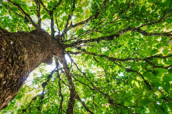 Low angle view of large tropical tree with sunlit bright green leaves, Palenque, Chiapas, Mexico