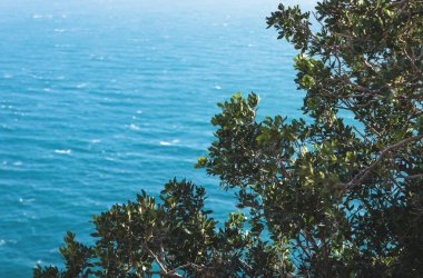 İspanya, Kosta Blanca 'da, Albir' deki 'Serra Gelada' doğal parkında okyanus manzaralı Akdeniz çalıları üzerine seçici bir odak