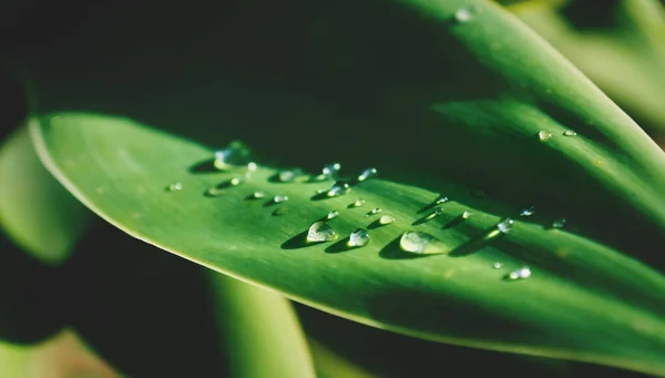 Eső Cseppek Napsütéses Levél Zöld Fényes Agave Növény — Stock Fotó