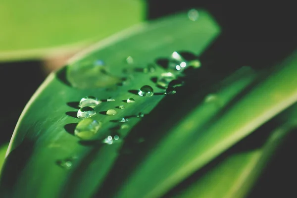 Részlet Esőcseppek Napsütötte Levél Zöld Fényes Agave Növény — Stock Fotó