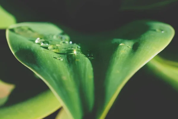 Közelkép Fényes Esőcseppek Szív Alakú Napfényes Levél Zöld Fényes Agave — Stock Fotó