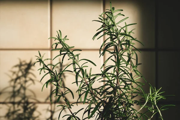 Fresh rosemary plant in vintage kitchen with yellow tiles sunlit with shadows
