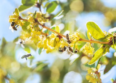 Bal arıları ilkbaharda sarı çiçekli parlak bir çalılıkta nektar topluyor.