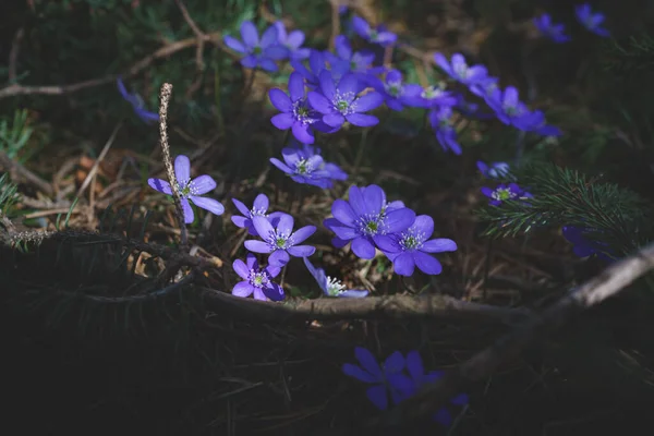 Floración Silvestre Púrpura Iluminado Por Sol Liverwort Flores Bosque Como — Foto de Stock