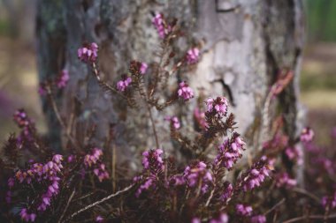 Purple heather flowers, Erica Carnea, in front of sunlit tree trunk, Austria