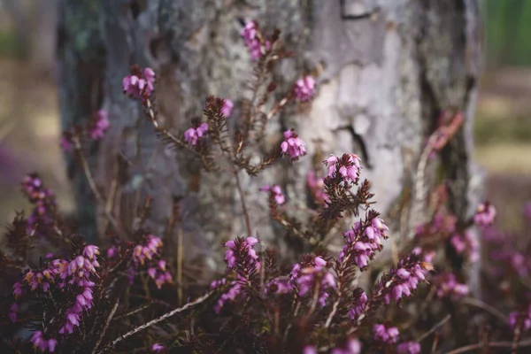 Purple heather flowers, Erica Carnea, in front of sunlit tree trunk, Austria