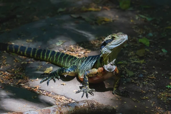 Lézard Coloré Ensoleillé Dragon Eau Australien Intellagama Lesueurii Dans Forêt — Photo