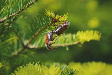 Güneşli, yemyeşil bir ağaçta, Avusturya 'da, Avrupa' da, asılan haşereler ya da böcekler