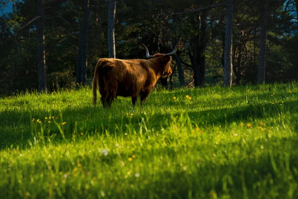 Hooglandvee in het berglandschap tijdens de laatste zon in Mieming, Tirol, Oostenrijk — Stockfoto