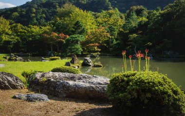 Japonya 'nın Kyoto kentindeki Tenryu-ji Tapınağı' nda sonbahar boyunca geleneksel Japon zen bahçesi Sogenchi 'de günışığı açan kırmızı zambaklar.