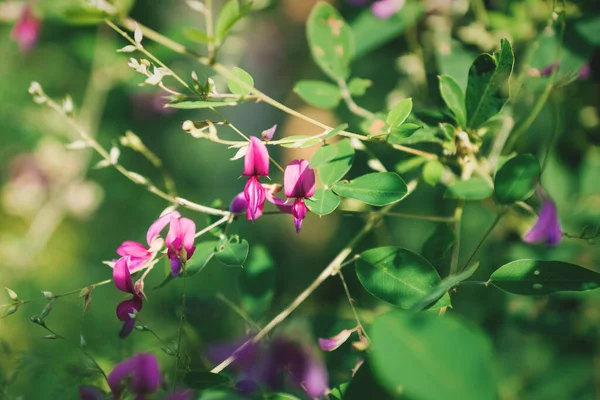 Primer Plano Flores Trébol Arbusto Japonés Color Violeta Con Nombre — Foto de Stock