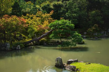 Japonya 'nın Kyoto kentindeki Tenryu-ji Tapınağı' ndaki geleneksel Japon zen bahçesi Sogenchi 'deki cennet havuzu boyunca renkli sonbahar ağaçları.