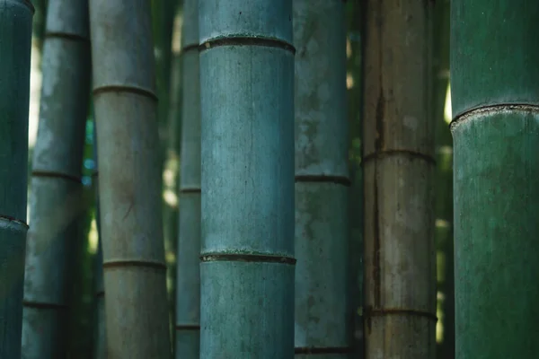 Закриття Бамбукових Стовбурів Мулистому Лісі Арашіямі Кіото Японія — стокове фото