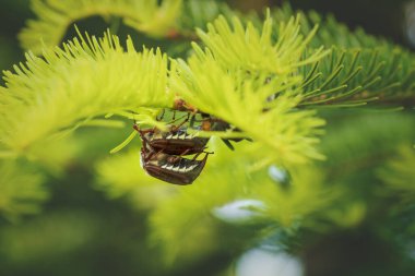 Güneşli bir ağaçta hamamböcekleri ya da böcekler üreyebilirler. Bu böcekler her iki yılda bir ürerler ve yaprakları ve tomurcukları yiyerek, Avusturya, Avrupa ve Avrupa için tehlike oluştururlar.