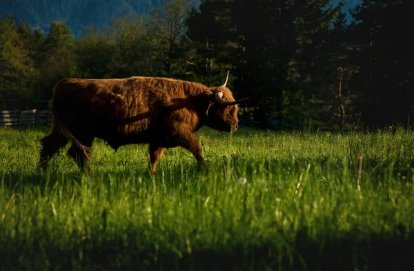 Red Scottish Highland Cattle Alpine Mountain Landscape Sunlit Meadow Evergreen — Fotografia de Stock