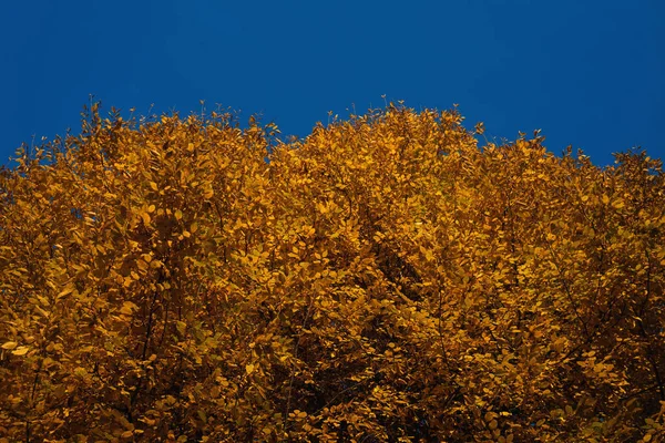 Parte Superior Árbol Soleado Haya Durante Otoño Con Hojas Color —  Fotos de Stock