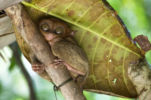 Πιό tarsier σε bohol, Φιλιππίνες — Φωτογραφία Αρχείου