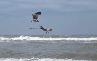 Zandvoort, Hollanda denizde martılar kavga