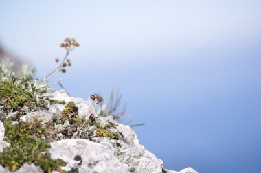 Mountain View çiçekli