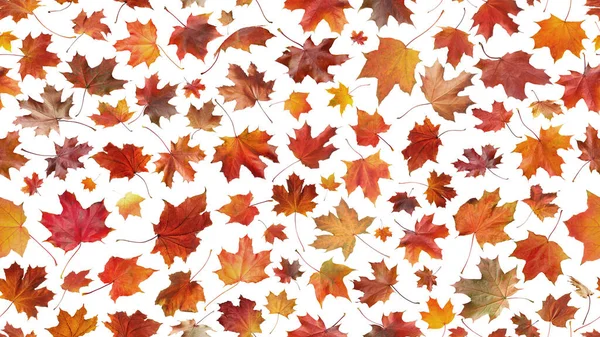 Many maple autumn l leaves isolated on white background seamless, autumn season concept, autumn story, autumn background