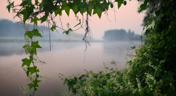 vines framed view of the sunrise on the river natural concept